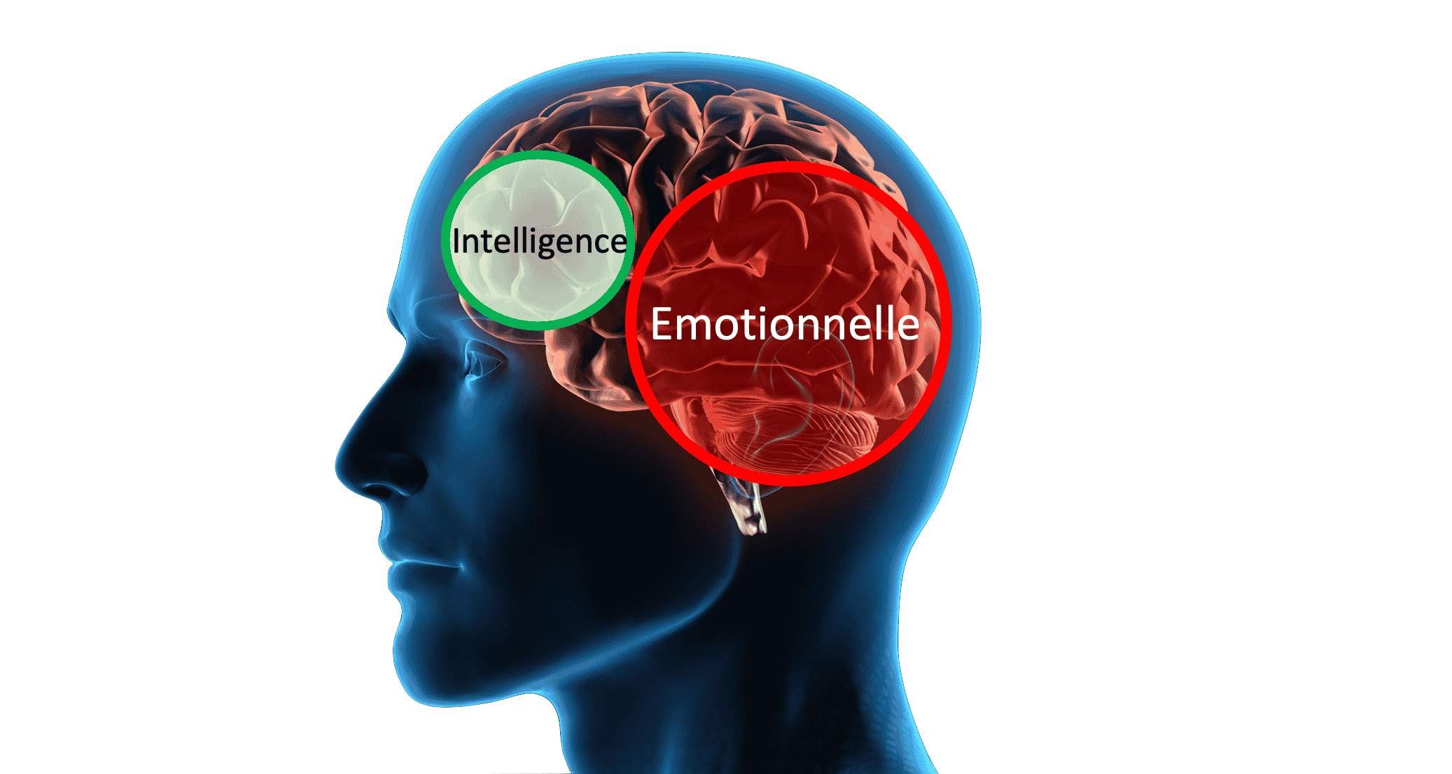 Formation intelligence emotionnelle